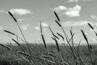 Close-up of grass growing on field against sky