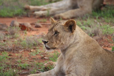 Close-up of lion relaxing on field