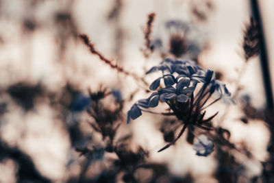 Close-up of wilted plant