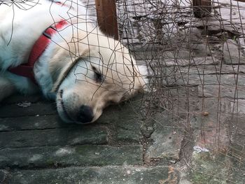 Close-up of dog resting by fence