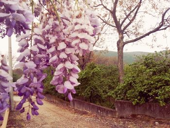 Pink flowers growing on tree