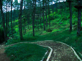 Scenic view of forest