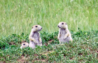 Family of young prairie dogs posing together in grassy field in custer state park in south dakota