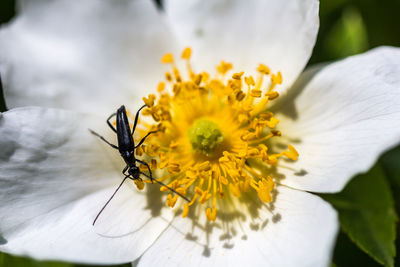 Close-up of insect on white flower