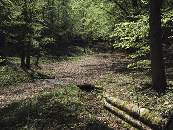 Trees growing in forest