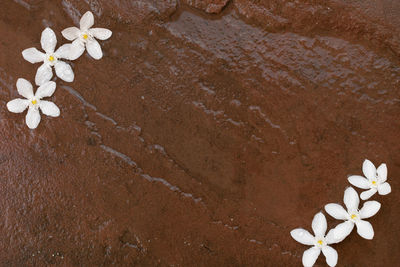 High angle view of white flowers on rock