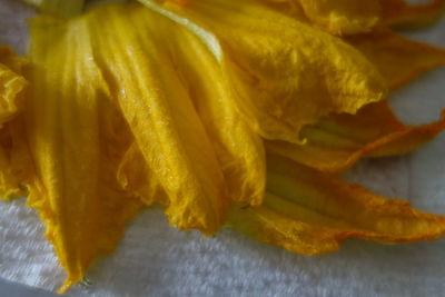 Close-up of yellow leaf