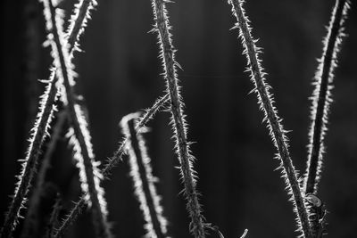 Close-up of stalks against blurred background