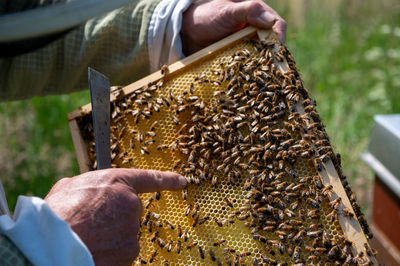 Cropped hand of person holding bee