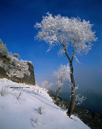 Snow covered tree on hill against blue sky