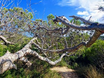 Low angle view of bare tree against sky