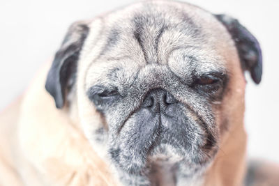 Cute pug try to sleep in sitting pose during the day.