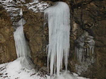 Close-up of frozen trees in forest during winter