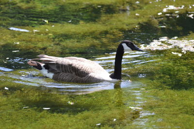 Side view of a duck in lake