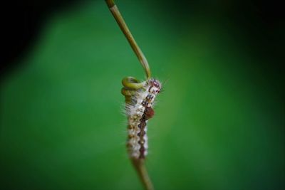 Close-up of tussock moth caterpillar  on plant