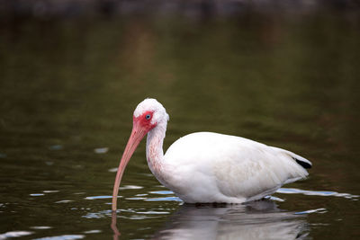 White ibis bird eudocimus albus wades through a marsh and forages for food in the myakka river 