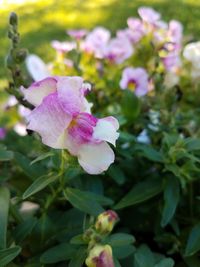 Close-up of pink flowering plant