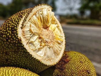 Close-up of lemon growing on plant