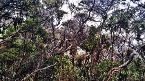 Low angle view of trees in forest