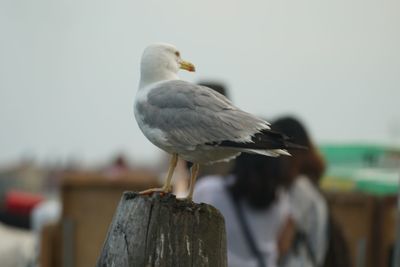 Close-up of seagull perching on wooden post