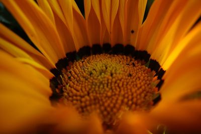 Extreme close-up of orange flower pollen