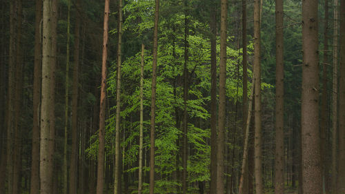 Pine trees in forest