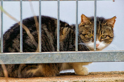 Close-up of a cat