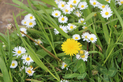 Close-up of white daisy flowers on field
