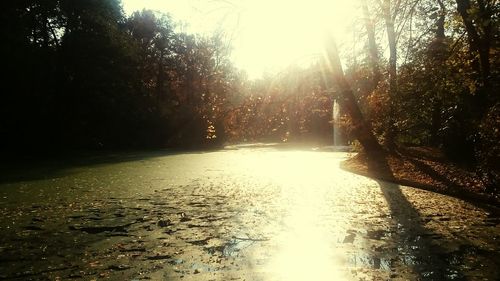 Sun shining through trees