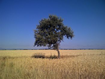 Tree in field against clear blue sky