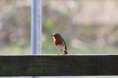 Close-up of a robin perching on wooden railing