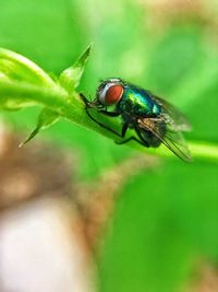 Close-up of insect on leaf