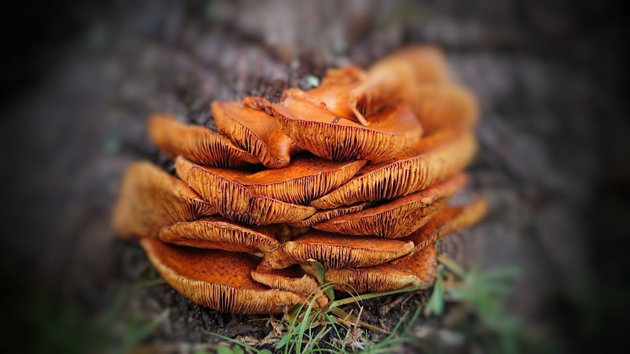 CLOSE-UP OF MUSHROOM