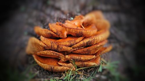 Close-up of mushrooms growing outdoors