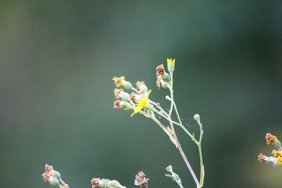 Close-up of white flowers on plant