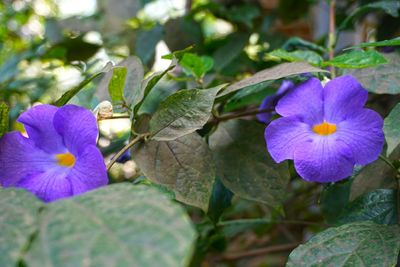 Close-up of purple flowers