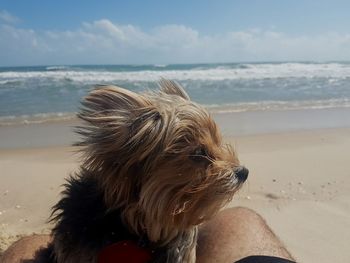 Cropped image of man with dog at beach against sky