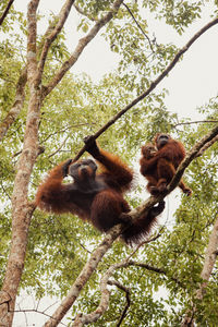 Low angle view of monkey on tree