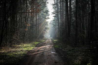 Dirt road amidst trees in forest