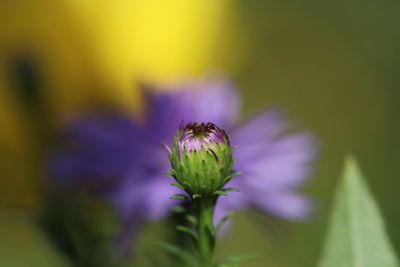 Close-up of purple flowering plant