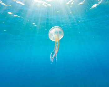 Close-up of jellyfish swimming in sea