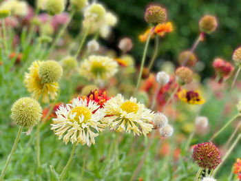 Close-up of flowering plant