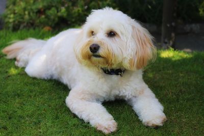 Portrait of a dog on field