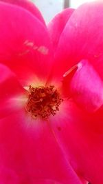 Full frame shot of pink flower