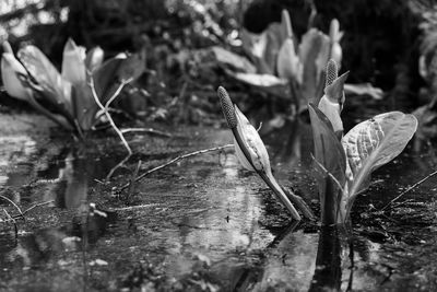 Close-up of flowering plant leaves in water