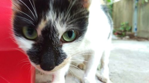 Close-up portrait of cat