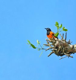 Low angle view of bird perching on branch against blue sky