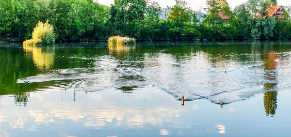 View of birds in lake