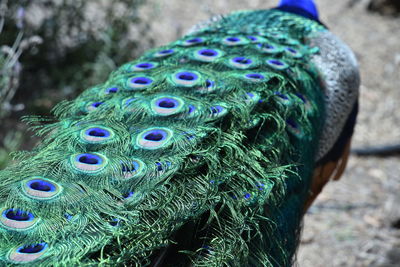 Close-up of peacock