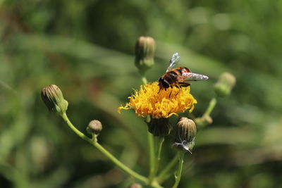 Close-up of bee pollinating on yellow flower